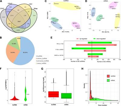 LncRNA-mRNA modules involved in goat rumen development: Insights from genome-wide transcriptome profiling